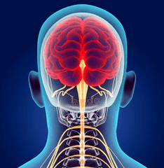 illustrazione dei canali nervosi del rachide cervicale